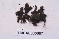 藏品(截葉真苔)的圖片